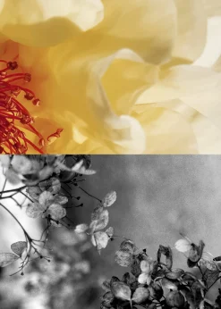 Poem A Day Limited-Edition Eau de Toilette-Kollektion