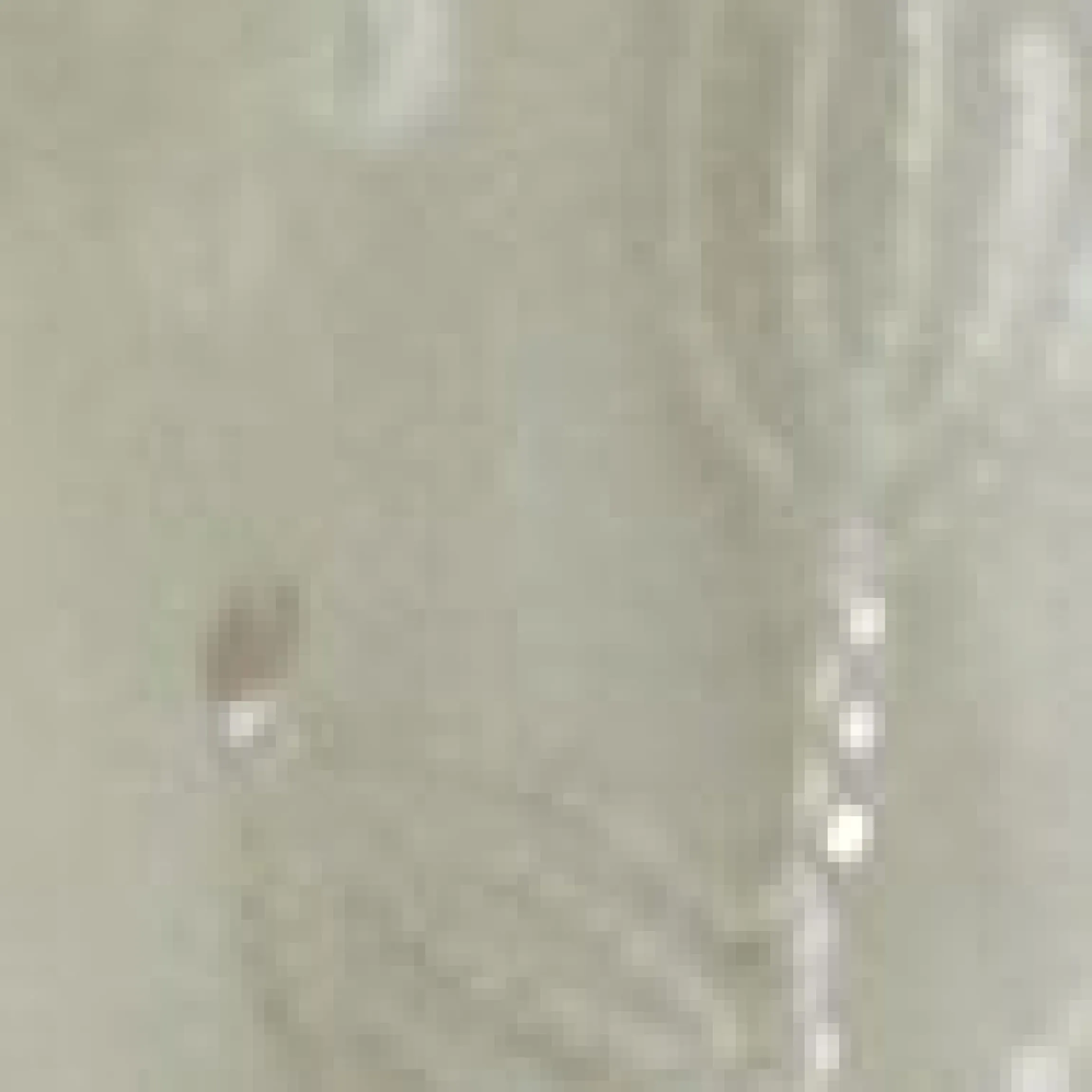 Transparente Organza-Bluse mit Stickerei