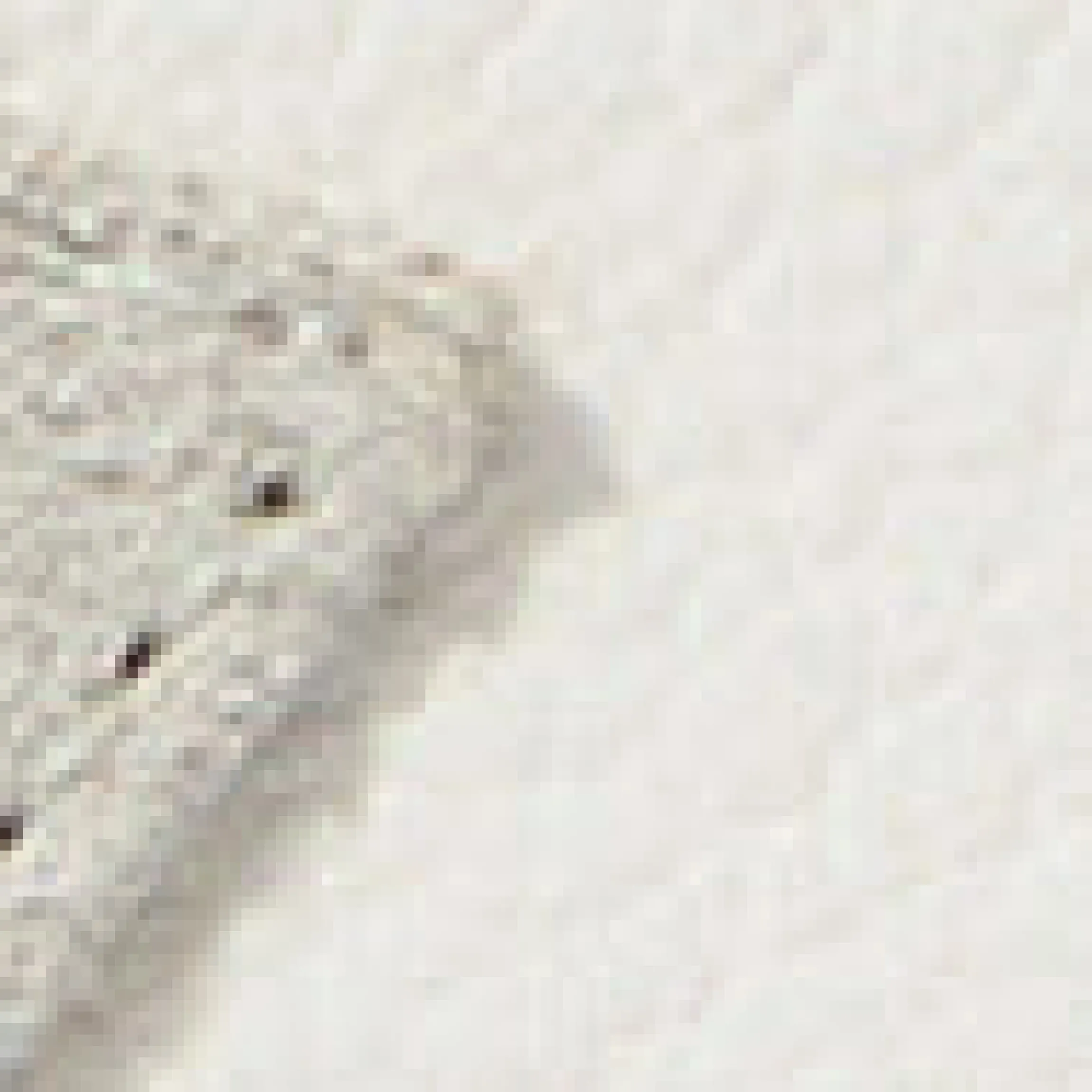 Veja Campo Ledersneaker
